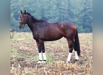 Pura sangre irlandés Mestizo, Caballo castrado, 6 años, 164 cm, Castaño oscuro