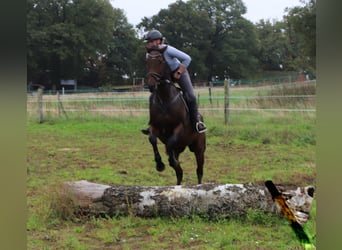 Pura sangre irlandés Mestizo, Caballo castrado, 6 años, 164 cm, Castaño oscuro