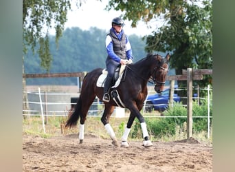 Pura sangre irlandés Mestizo, Caballo castrado, 6 años, 164 cm, Castaño oscuro