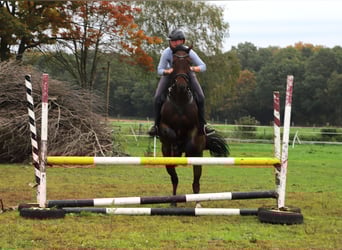 Pura sangre irlandés Mestizo, Caballo castrado, 6 años, 164 cm, Castaño oscuro