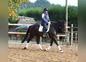 Pura sangre irlandés Mestizo, Caballo castrado, 6 años, 164 cm, Castaño oscuro