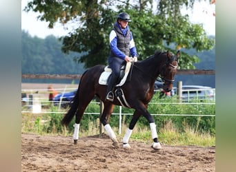 Pura sangre irlandés Mestizo, Caballo castrado, 6 años, 164 cm, Castaño oscuro