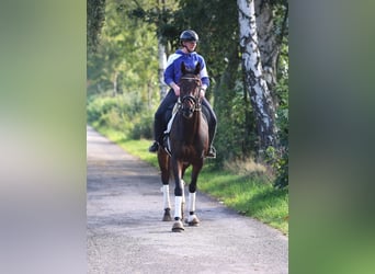Pura sangre irlandés Mestizo, Caballo castrado, 6 años, 164 cm, Castaño oscuro