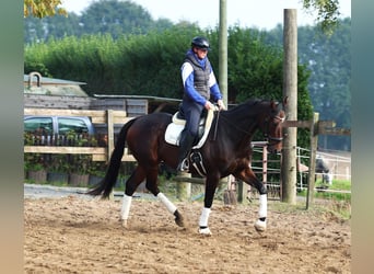 Pura sangre irlandés Mestizo, Caballo castrado, 6 años, 164 cm, Castaño oscuro