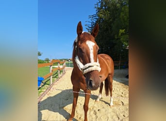 Pura sangre irlandés, Caballo castrado, 6 años, 165 cm, Alazán