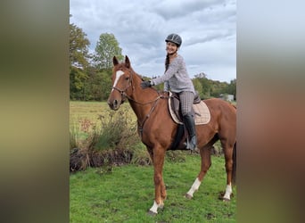 Pura sangre irlandés, Caballo castrado, 6 años, 165 cm, Alazán