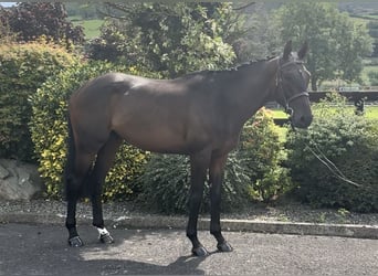 Pura sangre irlandés, Caballo castrado, 6 años, 165 cm, Castaño oscuro