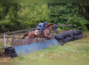 Pura sangre irlandés, Caballo castrado, 6 años, 166 cm, Alazán-tostado