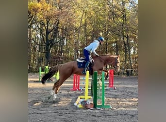 Pura sangre irlandés, Caballo castrado, 6 años, 166 cm, Alazán-tostado