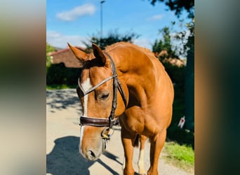 Pura sangre irlandés, Caballo castrado, 6 años, 166 cm, Alazán-tostado