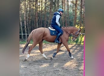 Pura sangre irlandés, Caballo castrado, 6 años, 166 cm, Alazán-tostado