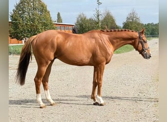 Pura sangre irlandés, Caballo castrado, 6 años, 166 cm, Alazán-tostado