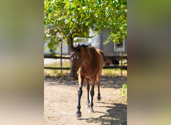Pura sangre irlandés, Caballo castrado, 7 años, 160 cm, Castaño