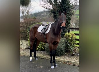 Pura sangre irlandés, Caballo castrado, 7 años, 166 cm, Castaño