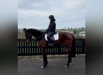 Pura sangre irlandés, Caballo castrado, 7 años, 166 cm, Castaño