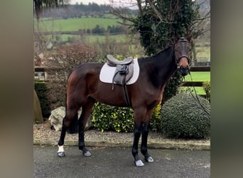 Pura sangre irlandés, Caballo castrado, 7 años, 166 cm, Castaño