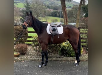 Pura sangre irlandés, Caballo castrado, 7 años, 166 cm, Castaño