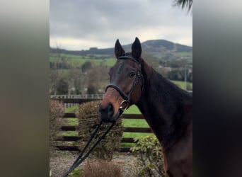 Pura sangre irlandés, Caballo castrado, 7 años, 166 cm, Castaño