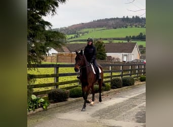 Pura sangre irlandés, Caballo castrado, 7 años, 166 cm, Castaño