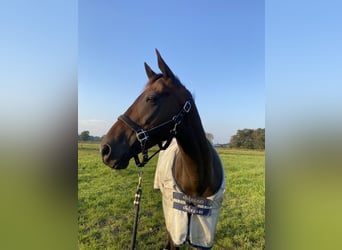 Pura sangre irlandés, Caballo castrado, 8 años, 162 cm, Castaño