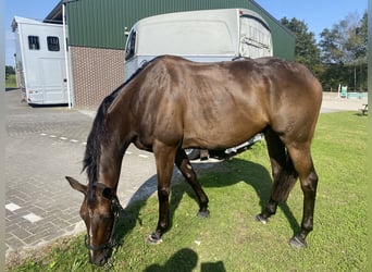 Pura sangre irlandés, Caballo castrado, 8 años, 162 cm, Castaño