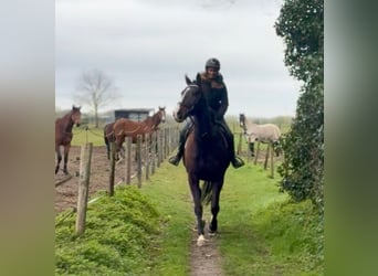 Pura sangre irlandés, Caballo castrado, 8 años, 165 cm, Castaño oscuro