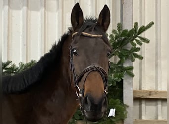 Pura sangre irlandés, Caballo castrado, 9 años, 168 cm, Castaño