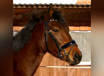 Pura sangre irlandés, Yegua, 3 años, 156 cm, Castaño oscuro