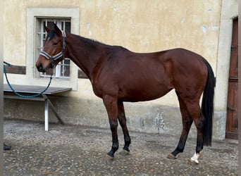 Pura sangre irlandés, Yegua, 6 años, 165 cm