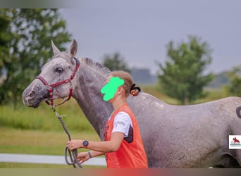 Purosangue arabo, Castrone, 10 Anni, 153 cm, Grigio
