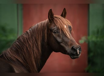 Purosangue arabo, Castrone, 10 Anni, 154 cm, Sauro scuro