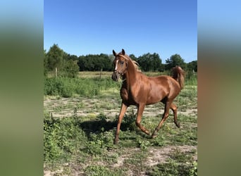 Purosangue arabo, Castrone, 10 Anni, 156 cm, Sauro