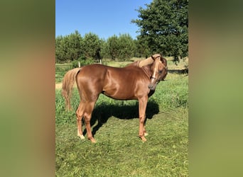 Purosangue arabo, Castrone, 10 Anni, 156 cm, Sauro