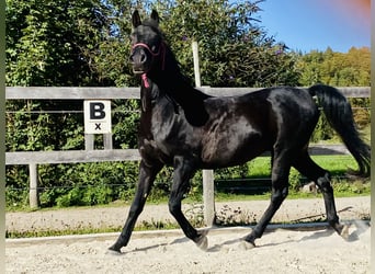 Purosangue arabo, Castrone, 12 Anni, 148 cm, Morello