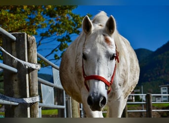 Purosangue arabo, Castrone, 12 Anni, 152 cm, Grigio