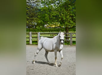 Purosangue arabo, Castrone, 12 Anni, 152 cm, Grigio