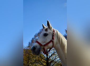 Purosangue arabo, Castrone, 12 Anni, 152 cm, Grigio