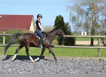 Purosangue arabo, Castrone, 12 Anni, 160 cm, Grigio