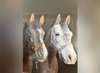 Purosangue arabo, Castrone, 12 Anni, 160 cm, Grigio