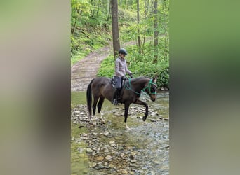 Purosangue arabo, Castrone, 12 Anni, 160 cm, Grigio