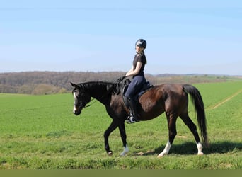 Purosangue arabo, Castrone, 12 Anni, 160 cm, Grigio