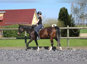 Purosangue arabo, Castrone, 12 Anni, 160 cm, Grigio