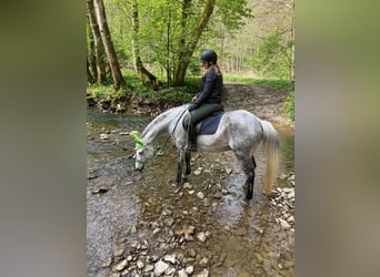 Purosangue arabo, Castrone, 12 Anni, 160 cm, Grigio