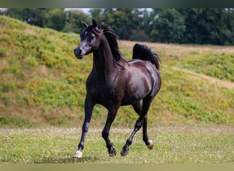 Purosangue arabo, Castrone, 13 Anni, 158 cm, Morello