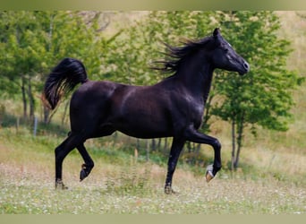 Purosangue arabo, Castrone, 13 Anni, 158 cm, Morello