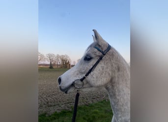 Purosangue arabo, Castrone, 13 Anni, 159 cm, Grigio trotinato