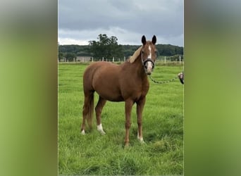 Purosangue arabo, Castrone, 14 Anni, 152 cm, Sauro