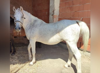 Purosangue arabo, Castrone, 15 Anni, 145 cm, Baio nero