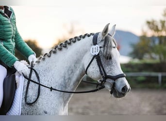 Purosangue arabo, Castrone, 15 Anni, 148 cm, Grigio pezzato