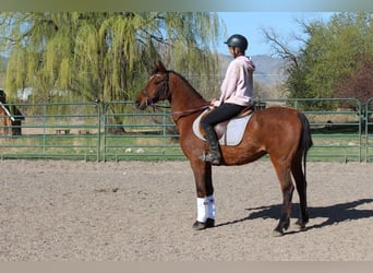 Purosangue arabo, Castrone, 16 Anni, 152 cm, Baio ciliegia